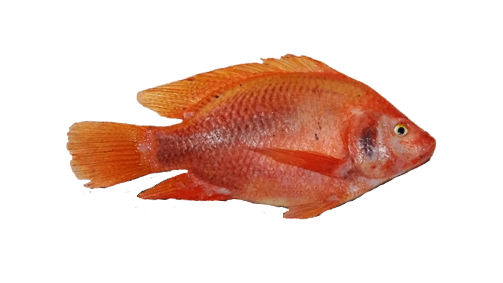 Tilapia Roja
